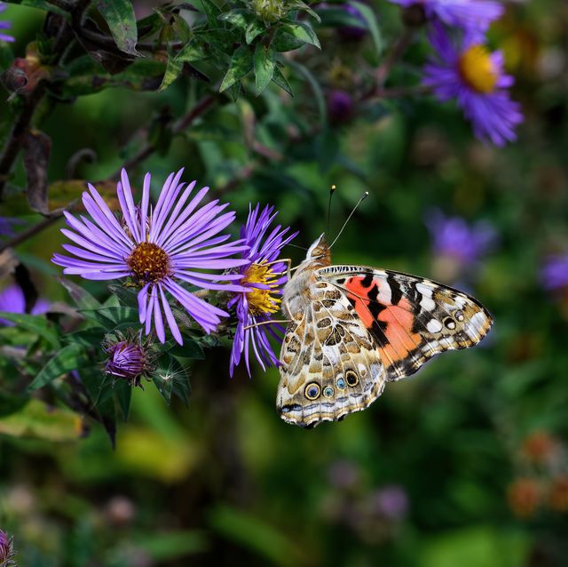 how to create a pollinator garden painted lady feeding on brightly colored new england aster