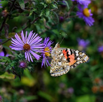 how to create a pollinator garden painted lady feeding on brightly colored new england aster