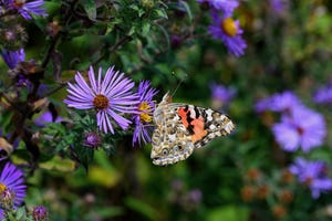 how to create a pollinator garden painted lady feeding on brightly colored new england aster