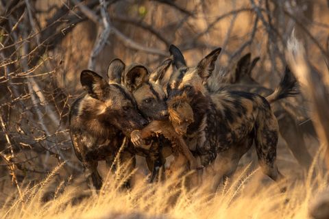 Drie Afrikaanse wilde honden delen de buit van een ochtendje bavianenjagen