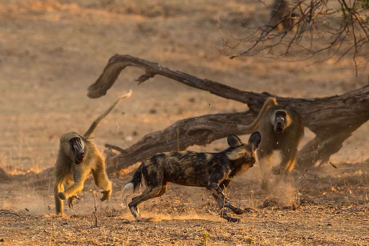 Aanvankelijk waren de bavianen verrast dat ze werden opgejaagd door de wilde honden Nu leren ze om terug te vechten