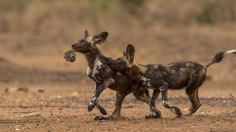 Twee wilde Afrikaanse hondenpups spelen een macabere vorm van tikkertje met de kop van een baviaan  een restje van hun ontbijt Deze foto kreeg een eervolle vermelding in de Wildlife Photographer of the Year awards van 2018
