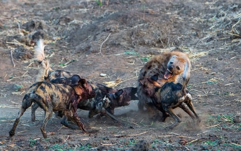 Afrikaanse wilde honden worden regelmatig aangevallen door hyenas die proberen hun jongen te doden en hun prooien te stelen De honden verdedigen zich altijd op een indrukwekkende manier ondanks het feit dat de hyenas veel groter zijn