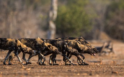Met hun kop omlaag een rechte rug en hun blik strak op het dier gericht gaan de Afrikaanse wilde honden in sluipmodus op hun prooi af