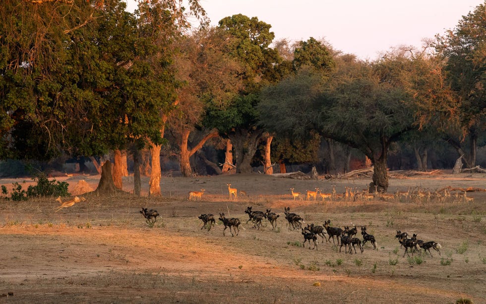 Nadat ze hun prooi hebben beslopen gaan de Afrikaanse wilde honden in de aanval Hoewel ze de meest efficinte roofdieren van Afrika zijn krijgen ze hun prooi lang niet altijd te pakken
