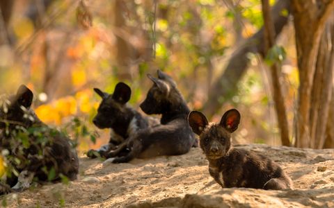 Als de puppys van de Afrikaanse wilde hond ongeveer een maand oud zijn veranderen hun oren van slappe flapjes tot de kenmerkende Mickey Mouseuitsteeksels