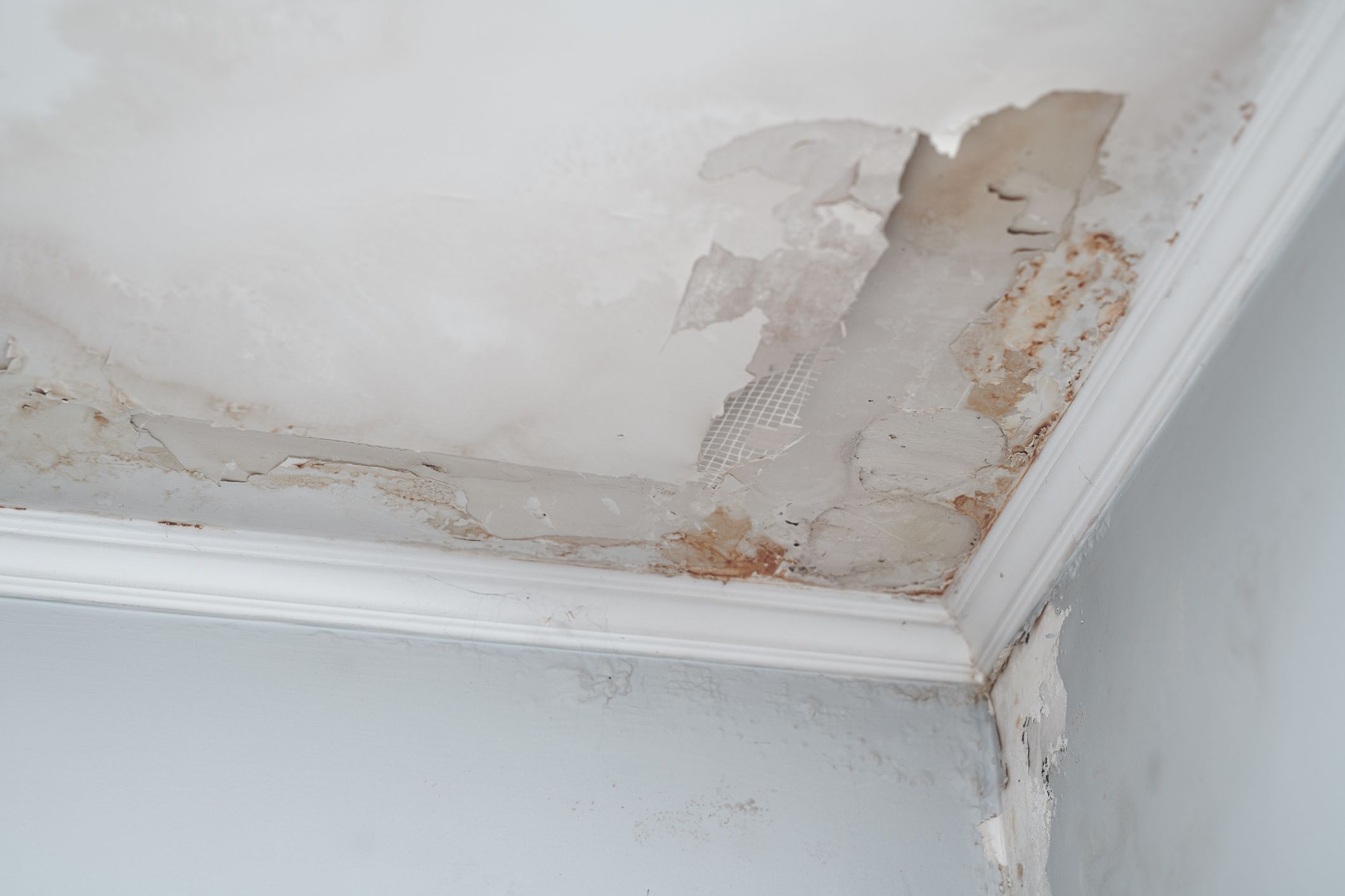 Painting Over Mould And Damp Expert Advice