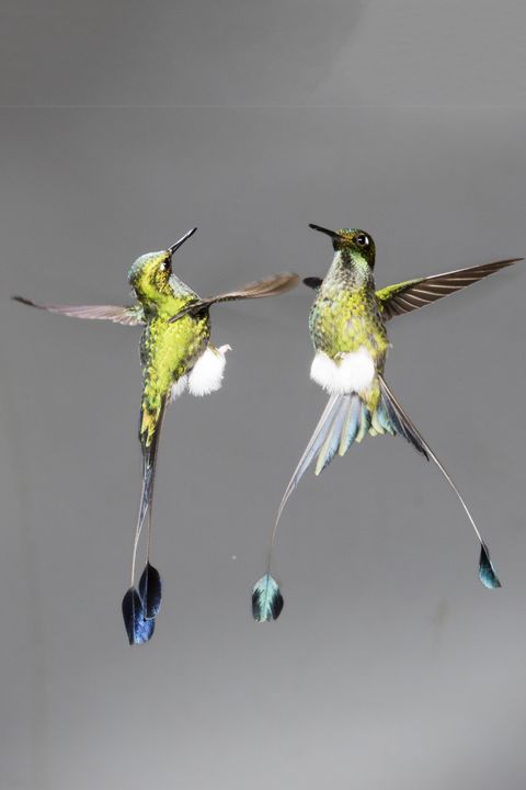 Pair of Booted Rackettail Hummingbird males in territorial dispute
