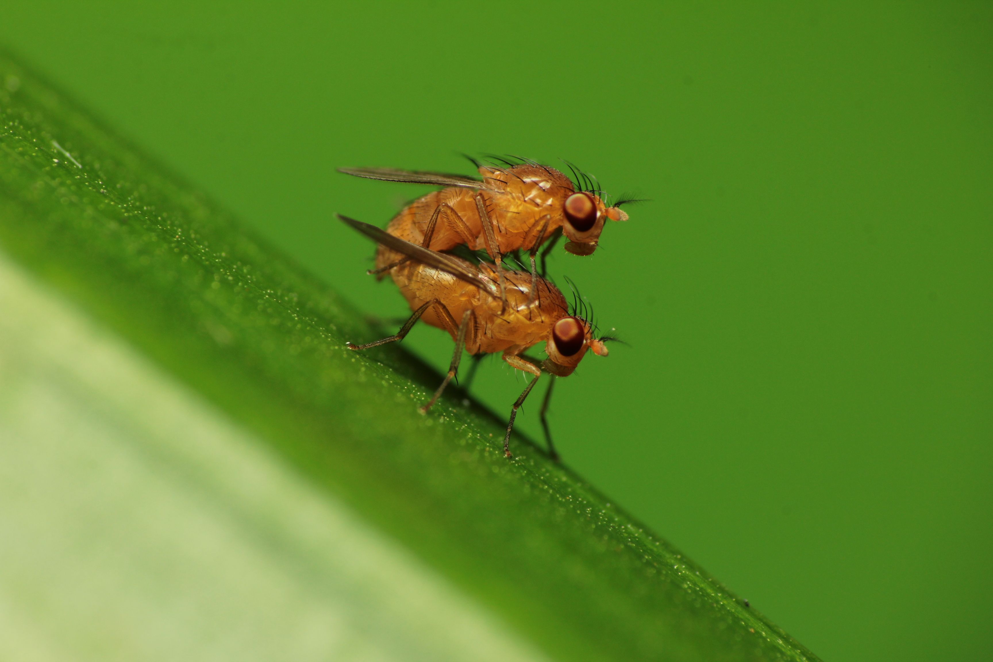 DIY Fruit Fly Trap {How to Get Rid of Fruit Flies!}