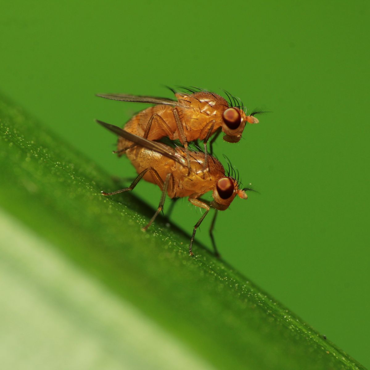 https://hips.hearstapps.com/hmg-prod/images/pair-of-fruit-flies-or-drosophila-sp-doing-mating-the-17-news-photo-1626981586.jpg?crop=0.66667xw:1xh;center,top&resize=1200:*