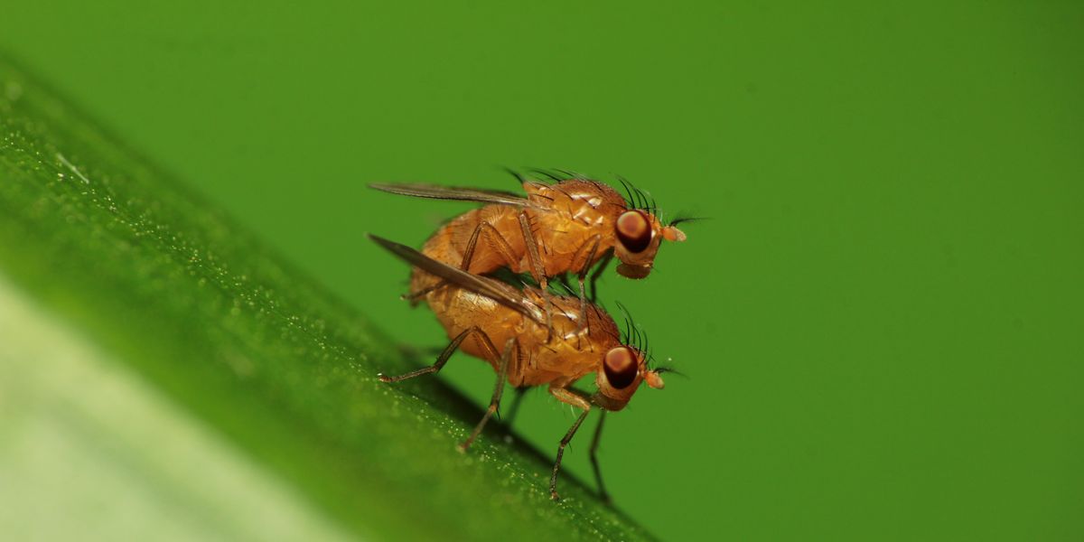 https://hips.hearstapps.com/hmg-prod/images/pair-of-fruit-flies-or-drosophila-sp-doing-mating-the-17-news-photo-1626981586.jpg?crop=1xw:0.75xh;center,top&resize=1200:*