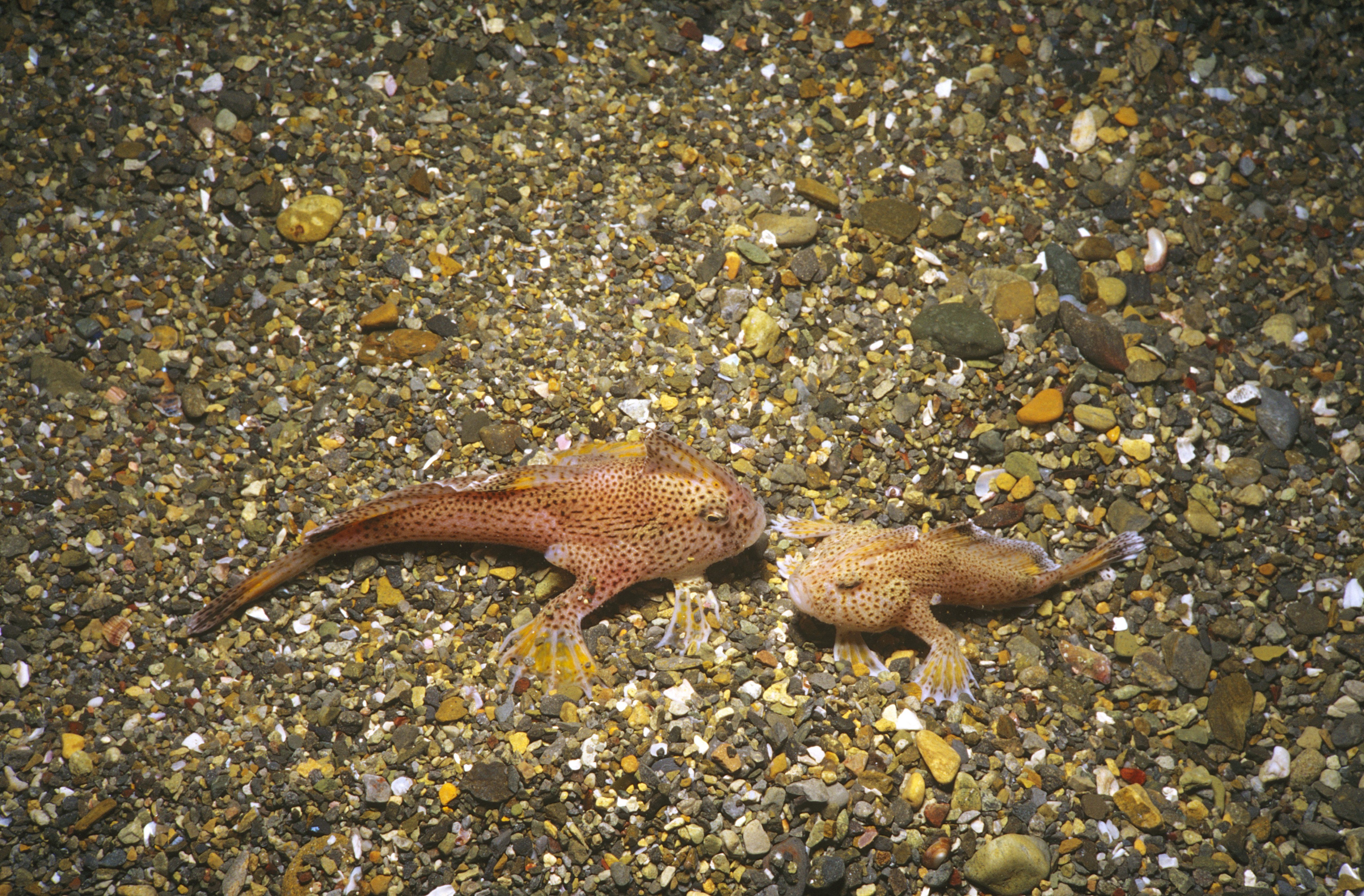 Rare good news from the : Gigantic fish are thriving again