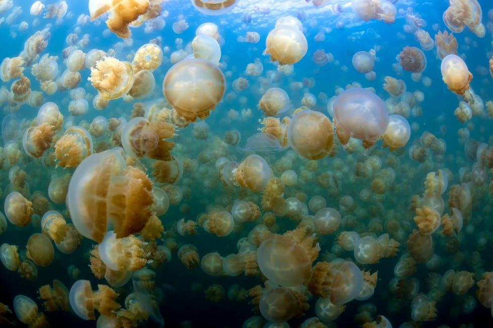 帛琉泡泡旅遊預備！上帝創造的水族箱「水母湖、大斷層、牛奶湖」夢幻景點懶人包立刻存