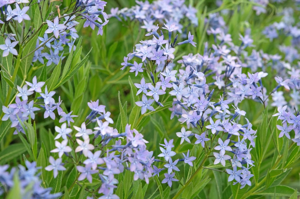 best perennials amsonia