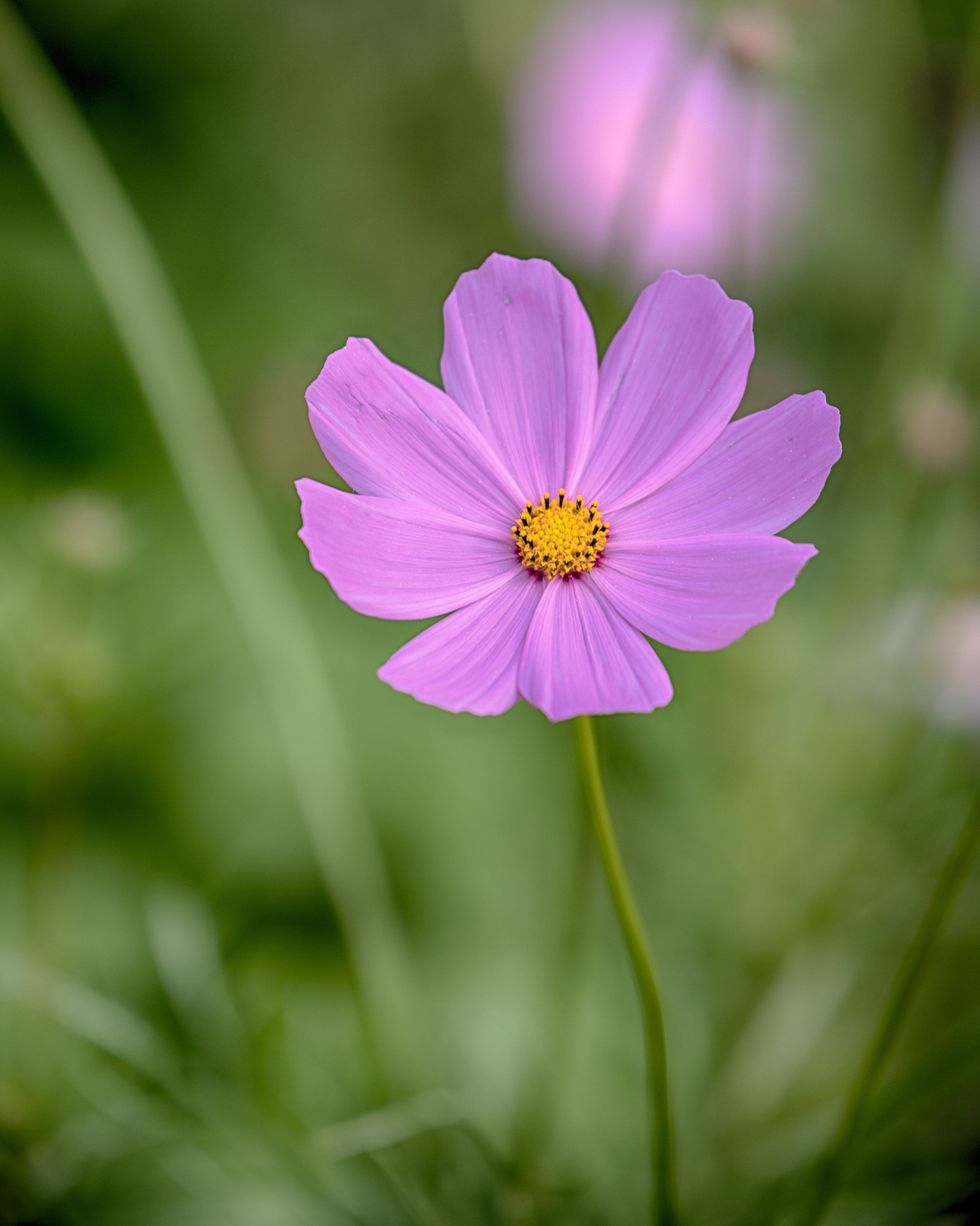 cosmos flower in garden with pale purple flower buds