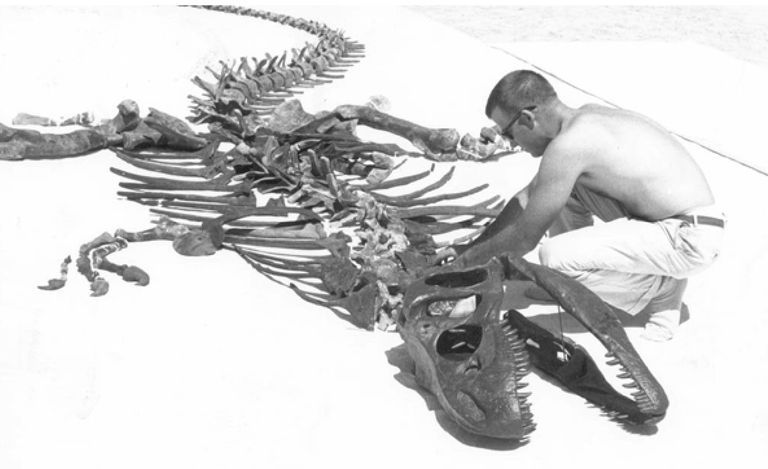 アロサウルスの骨格を完全に組み上げようとする古生物学者、ジェームズ・マドセンJr．