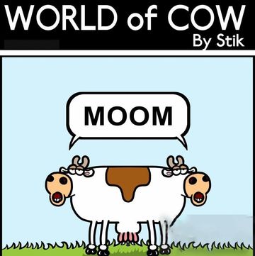 palindrome cow
