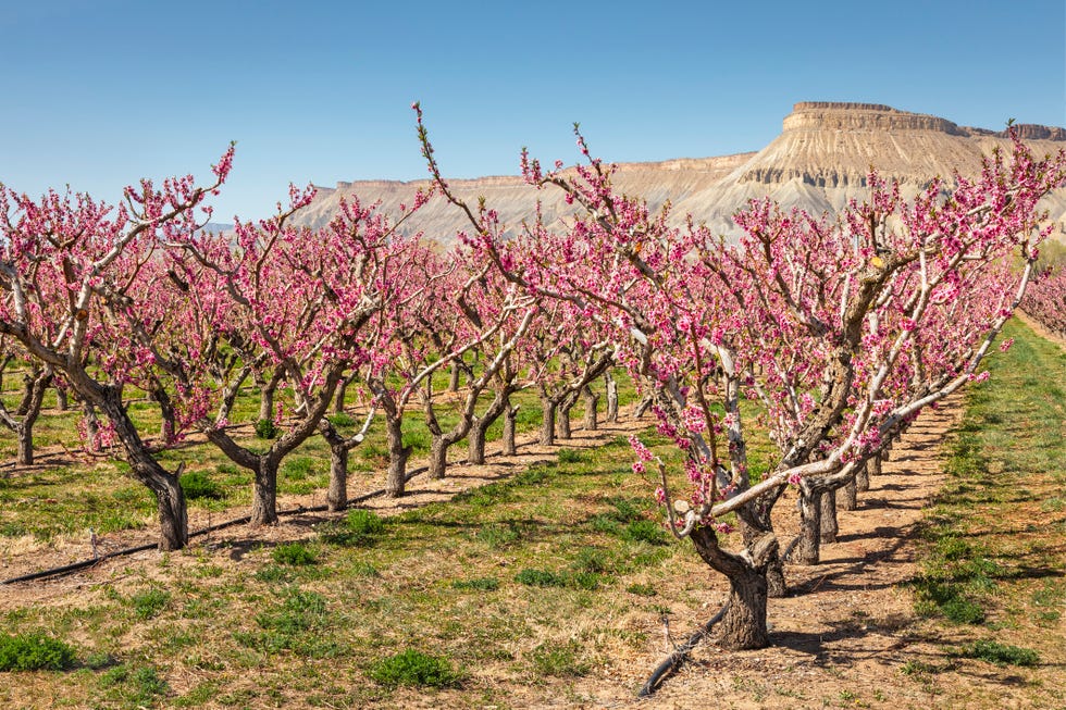 palisade peach blossoms