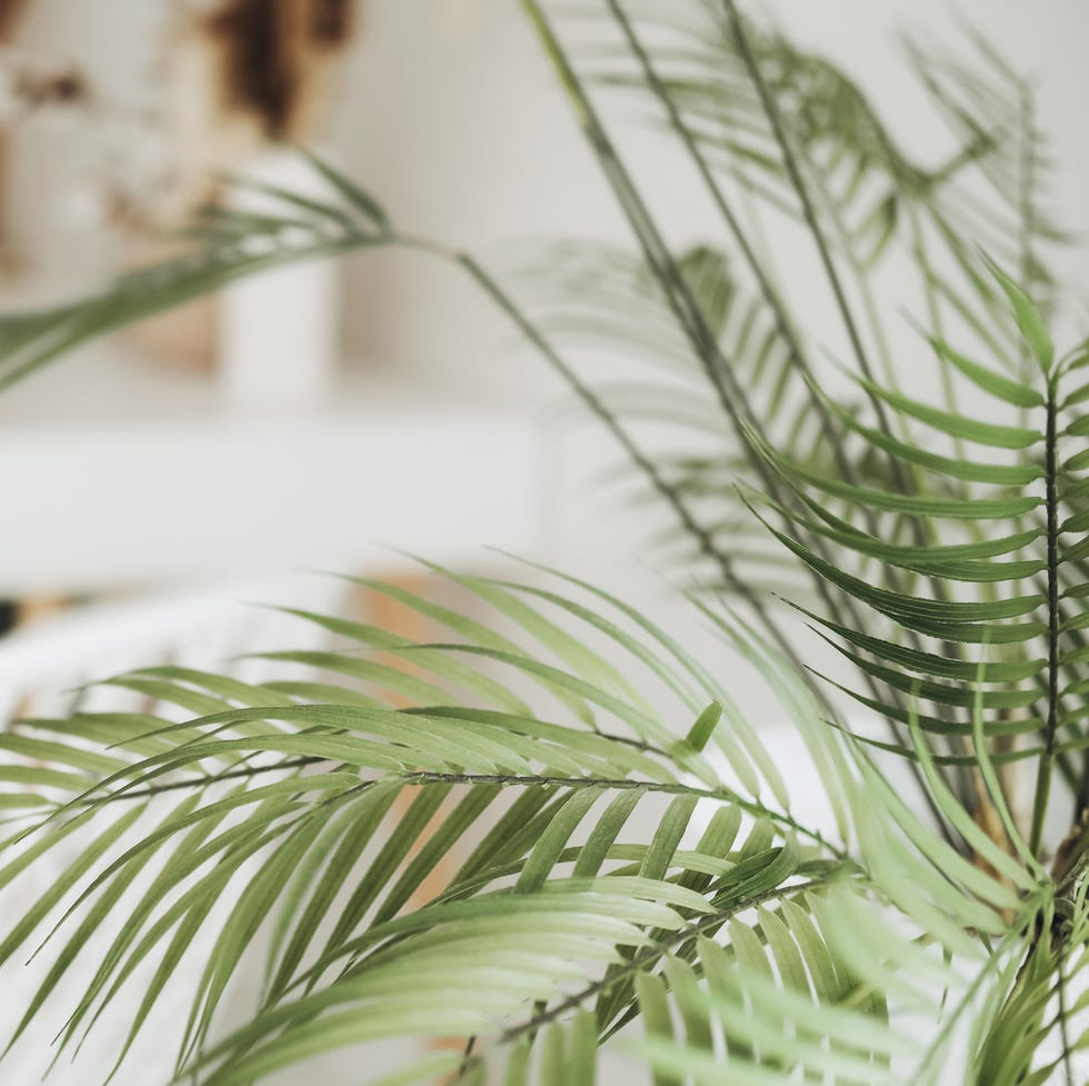 close up view of decorative palm tree in blurred room