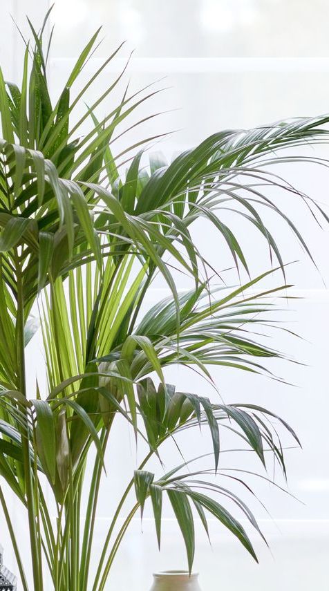 best aesthetic plants palm