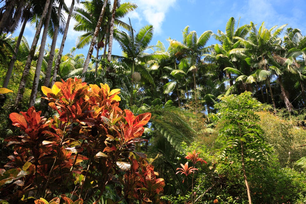 Palm Tree And Plant, Hawaii, U.S.A.