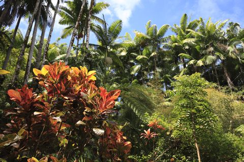 Palm Tree And Plant, Hawaii, U.S.A.