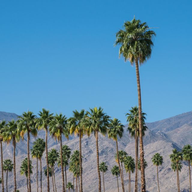 Palm trees in Palm Springs