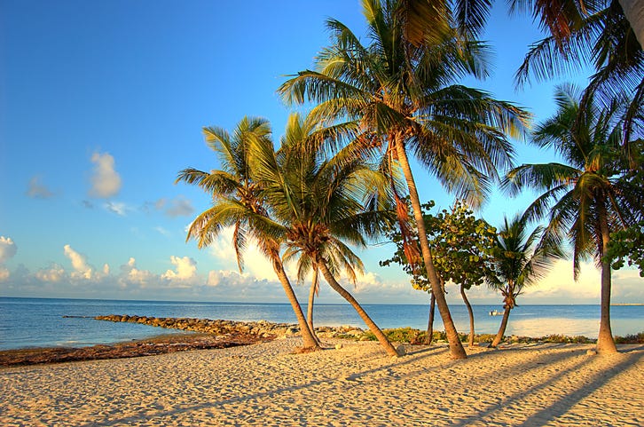 palm trees on the beach