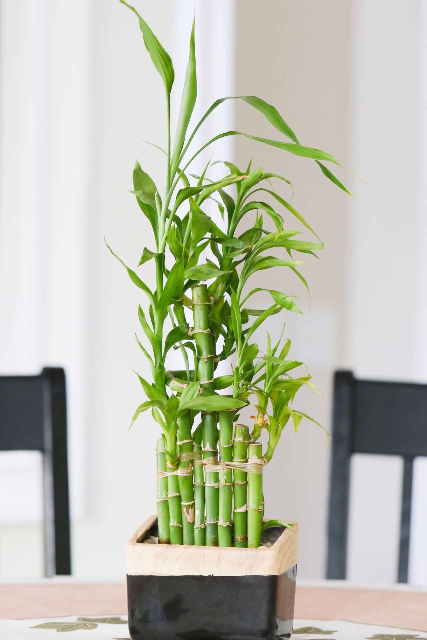 Piante da tenere in casa: la palma di bambù aiuta a respirare meglio