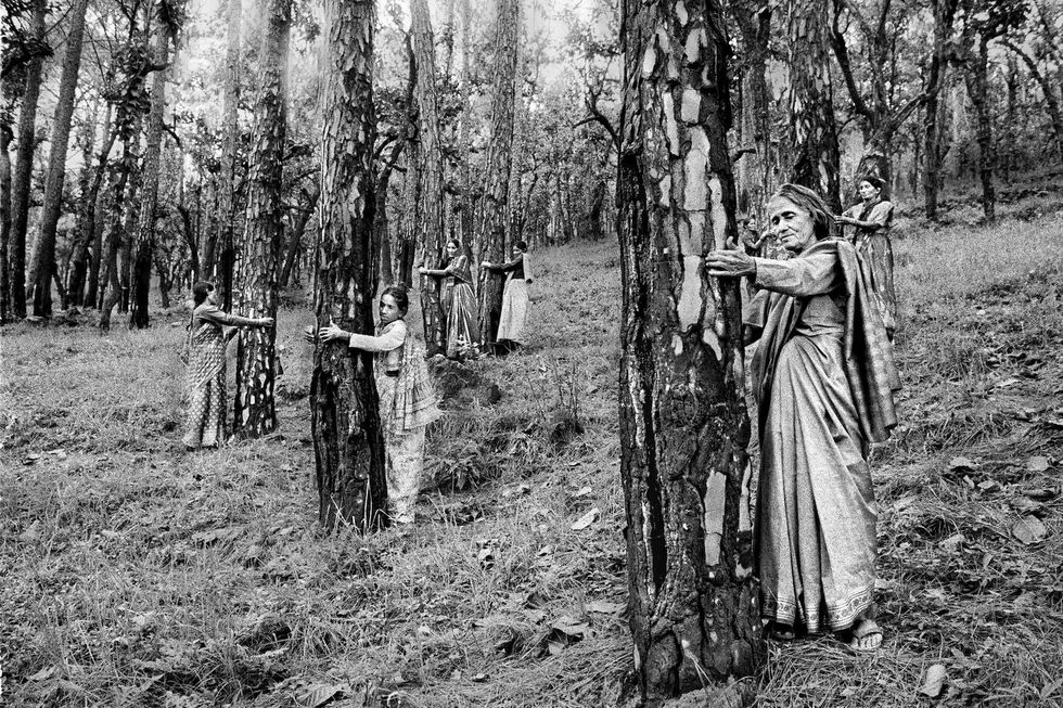 pamela singh, chipko tree huggers of the himalayas