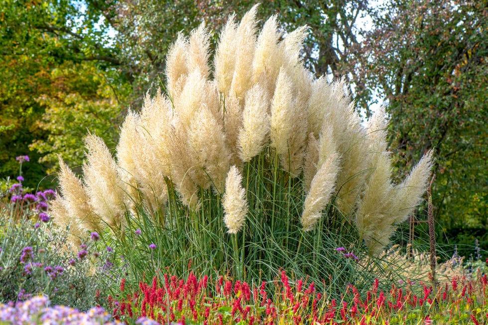 the beautiful ornamental summer grass cortaderia selloana, commonly known as pampas grass