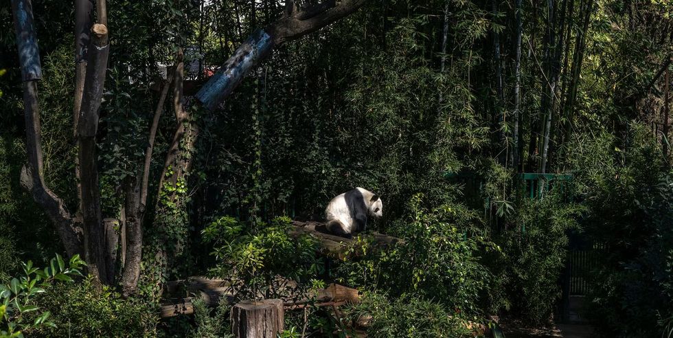 reuzenpanda xin xin in haar bosrijke dierentuinverblijf mexico stad