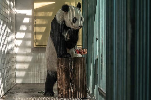 borstelbeurt reuzenpanda xin xin