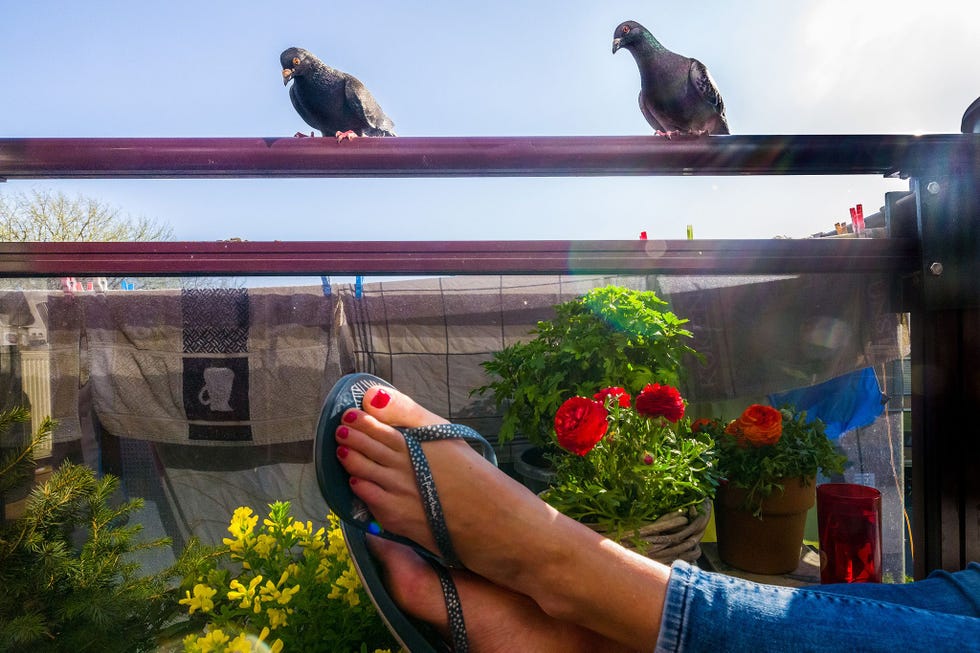 Maaike de vrouw van Doest geniet op het balkon van het lenteweer terwijl de twee duiven de wacht houden Nu ze thuisblijven vanwege de pandemie strijden Doesten zijn gezin met het duivenkoppel om ruimte op het drie vierkante meter tellende balkon