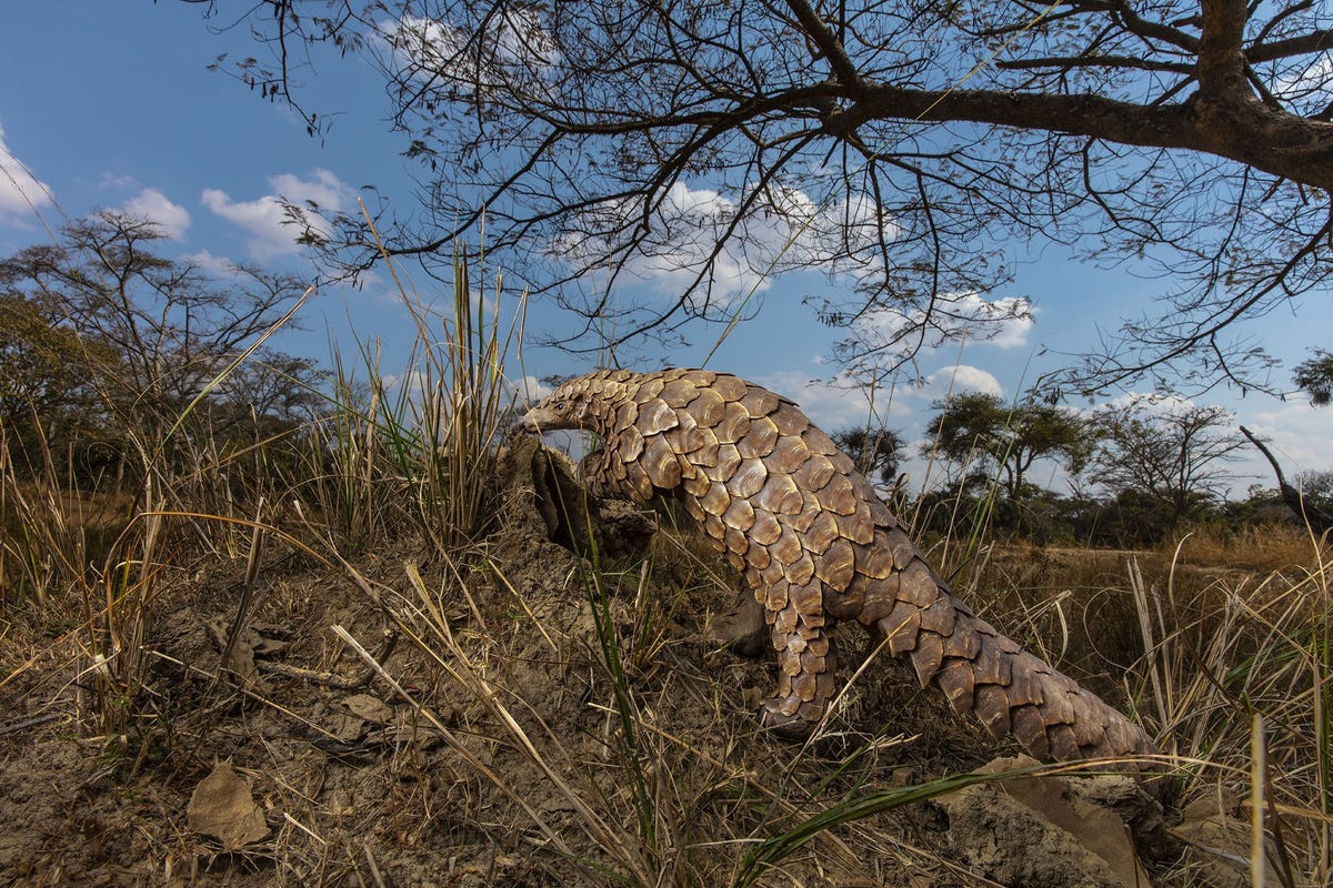 In een opvangcentrum in Zimbabwe zoekt een Temminckschubdier naar een maaltijd van mieren