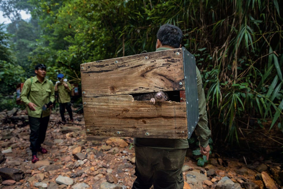 Een schubdier steekt zijn snuit uit een kist terwijl hij naar een afgelegen berggebied in Vietnam wordt gebracht Daar worden 25 schubdieren die van illegale handelaren werden gered weer in het wild teruggezet De nonprofitorganisatie Save Vietnams Wildlife gevestigd in het Cuc Phuon National Park hielp om het eerste antistroperijteam van het land op te leiden en heeft inmiddels ruim duizend schubdieren gered Uit Hoe dit schuwe solitaire dier doelwit werd van stropers juni 2019