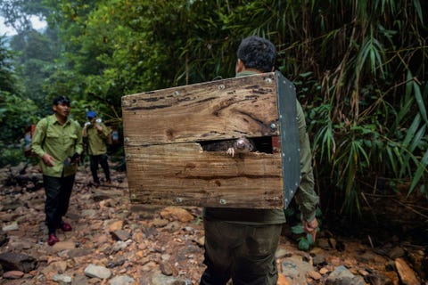 https://www.nationalgeographic.com/content/dam/magazine/rights-exempt/2019/06/pangolins/pangolins-worldwide-trade-extinction-12.jpg Een schubdier steekt zijn snuit uit een kist terwijl hij naar een afgelegen berggebied in Vietnam wordt gebracht Daar worden 25 schubdieren die van illegale handelaren werden gered weer in het wild teruggezet De nonprofitorganisatie Save Vietnams Wildlife gevestigd in het Cuc Phuon National Park hielp om het eerste antistroperijteam van het land op te leiden en heeft inmiddels ruim duizend schubdieren gered Uit Hoe dit schuwe solitaire dier doelwit werd van stropers juni 2019