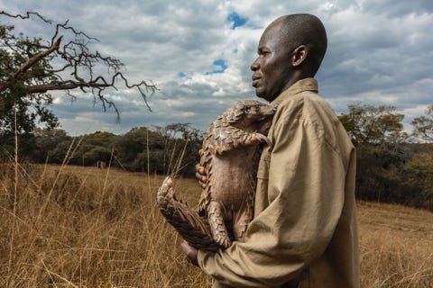https://www.nationalgeographic.com/content/dam/magazine/rights-exempt/2019/06/pangolins/pangolins-worldwide-trade-extinction-4.jpg Bij de Tikki Hywood Foundation in Zimbabwe krijgt elk gered schubdier zoals de hier gefotografeerde Tamuda een verzorger toegewezen Die bouwen een band op met de dieren en leren ze hoe ze zich kunnen voeden met mieren en termieten Zijn verzorger vertelt dat Tamuda die als baby uit handen van stropers werd gered koppig en ondeugend isUit Hoe dit schuwe solitaire dier doelwit werd van stropers juni 2019