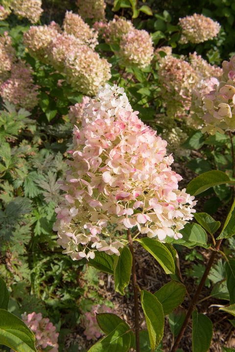 hydrangea paniculata is a deciduous shrub