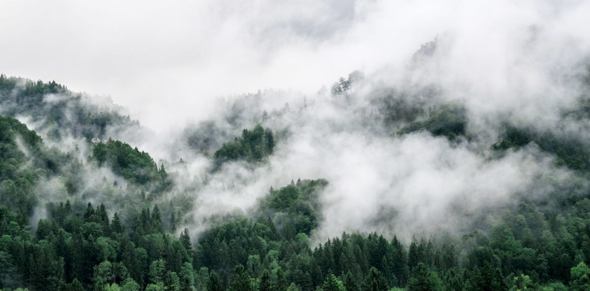 Columbia University Study Says Trees Don't Absorb Enough Carbon to ...