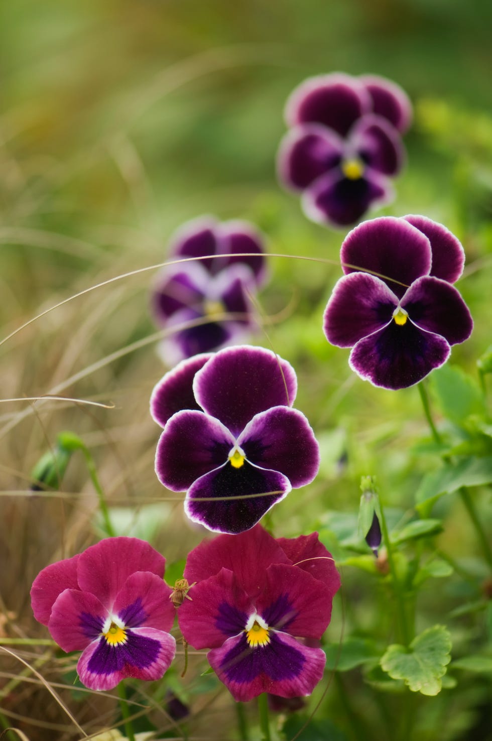 what-to-plant-in-september-10-flowers-and-vegetables-you-can-plant-in