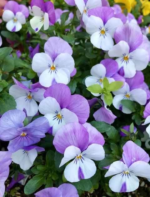 pansies in the flower bed