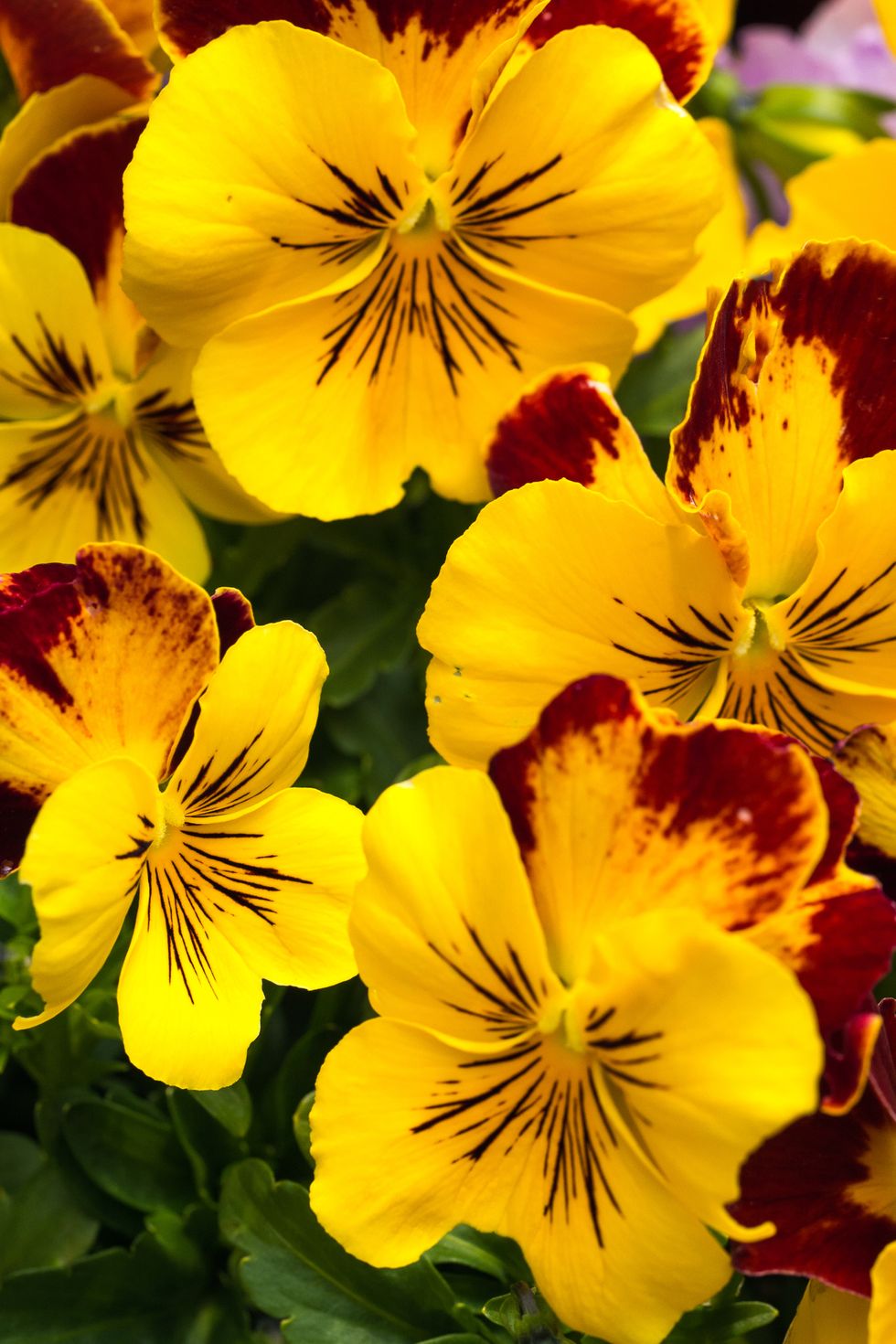 close up of pansy fall flowers to plant in an autumn garden