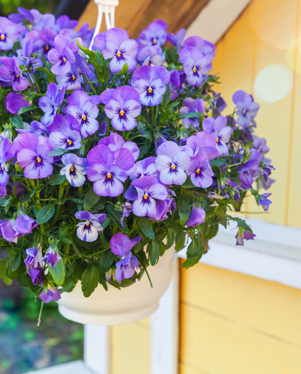 Hanging plant pansies perfect for indoors and outdoors
