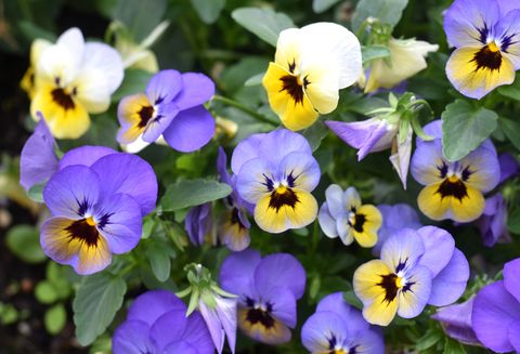 winter flowers pansy