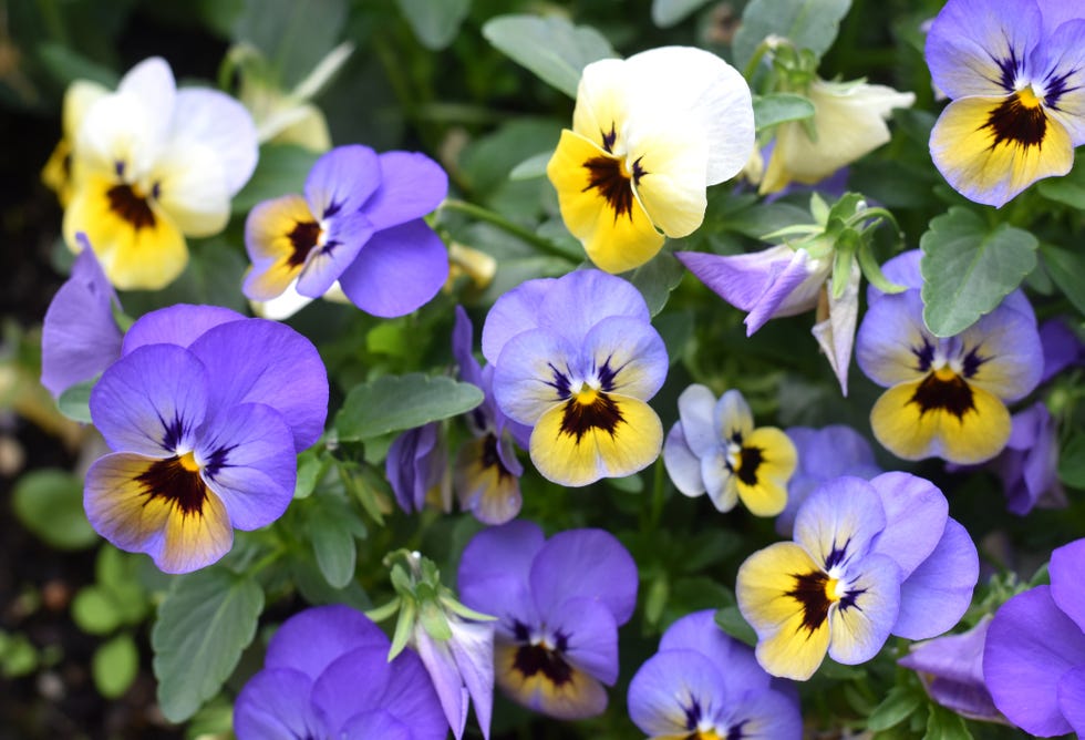 purple and yellow pansies