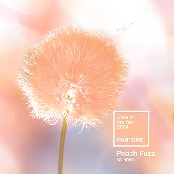pantone color of the year 2024 peach fuzz