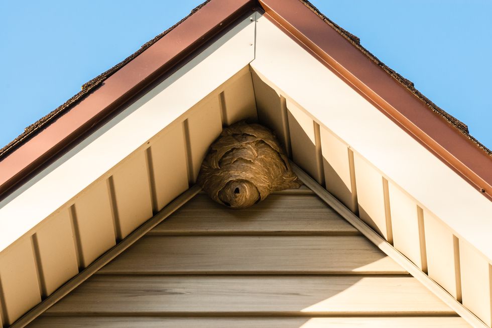 hornet wasp bee difference paper wasp nest on triangular roof siding