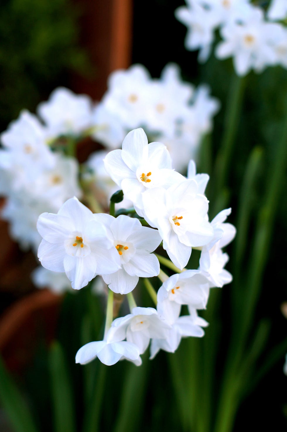 best christmas plants and flowers