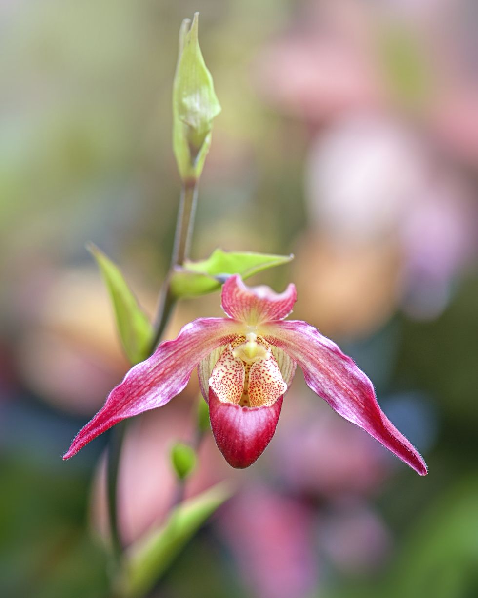 paphiopedilum lady slipper orchids